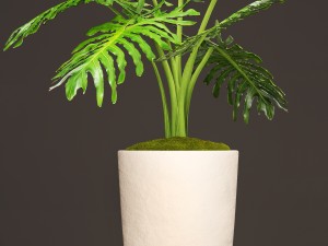 spathiphyllum plant 3D मॉडल