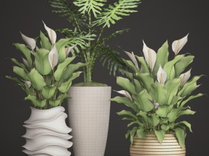 spathiphyllum plant 3D मॉडल