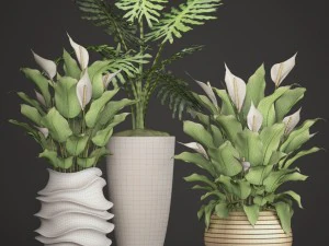 spathiphyllum plant 3D Model