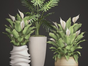 spathiphyllum plant 3D मॉडल