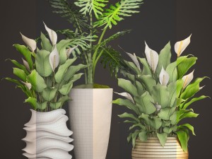 spathiphyllum plant 3D मॉडल