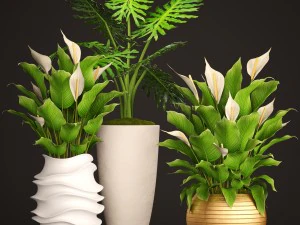 spathiphyllum plant 3D Model
