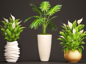 spathiphyllum plant 3D मॉडल