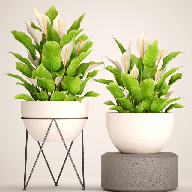 spathiphyllum plant 3 Modello 3D .c4d .max .obj .3ds .fbx .stl .blend 