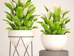 spathiphyllum plant 3 3D Model