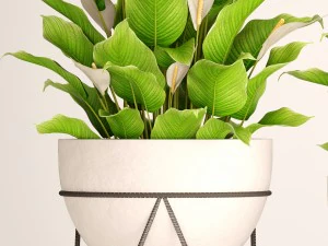 spathiphyllum plant 3 3D Model