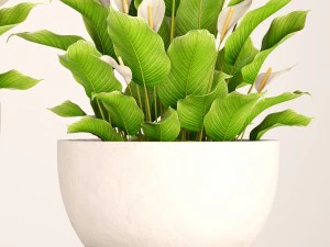 spathiphyllum plant 3 3D Model