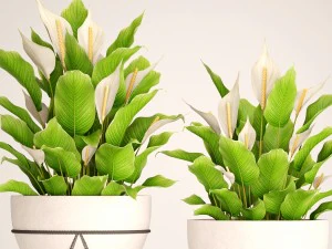 spathiphyllum plant 3 3D Model