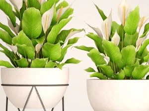 spathiphyllum plant 3 3D Model