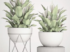 spathiphyllum plant 3 3D Model