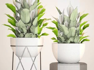spathiphyllum plant 3 3D Model