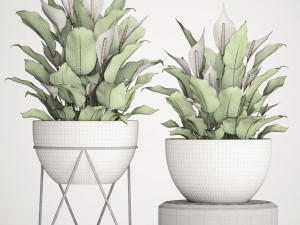 spathiphyllum plant 3 Modello 3D