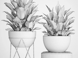 spathiphyllum plant 3 3D Model