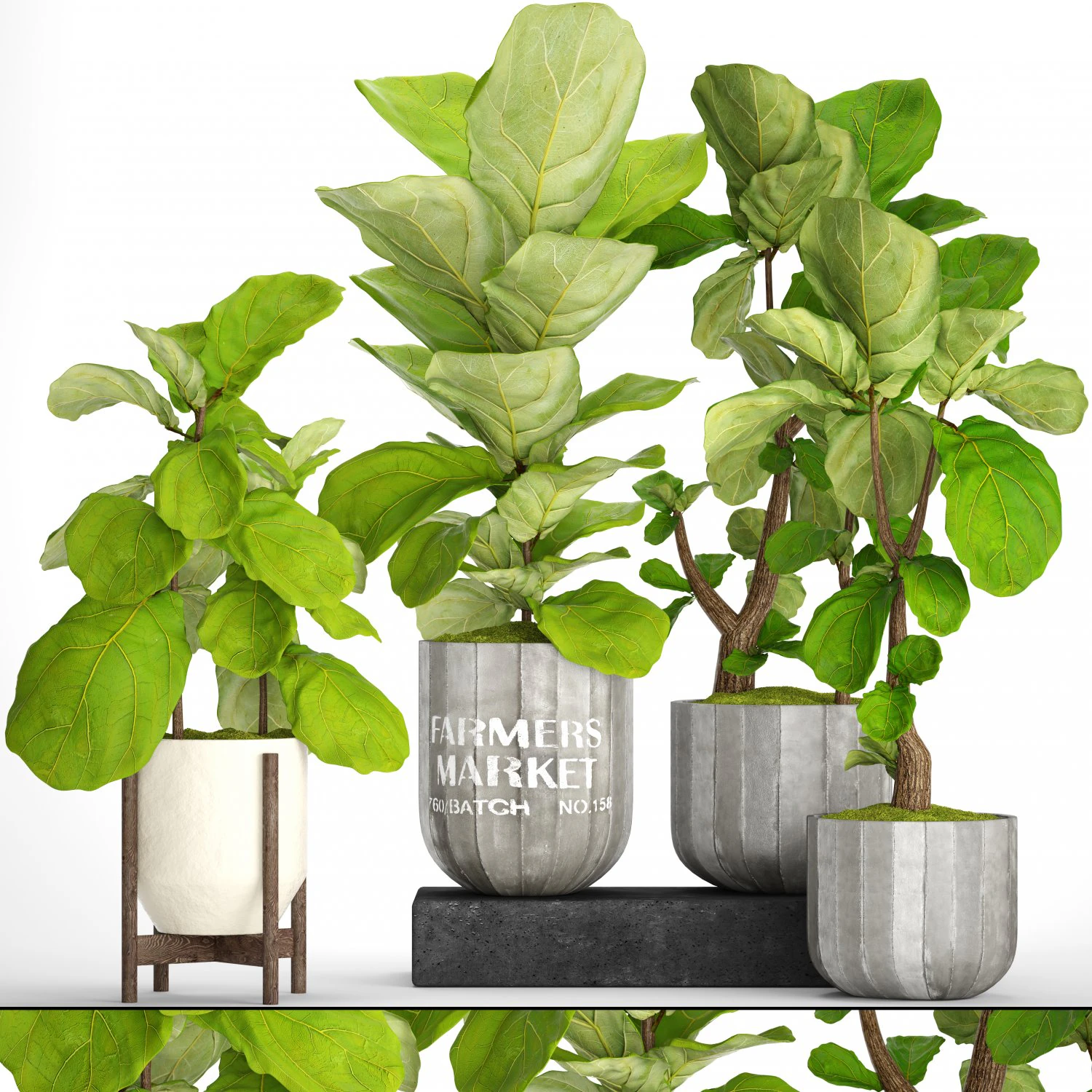 ficus lyrata trees collection 3D Model .c4d .max .obj .3ds .fbx .stl .blend 
