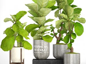 cole&ccedil;&atilde;o de &aacute;rvores ficus lyrata Modelo 3D