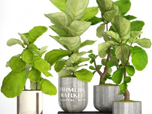 ficus lyrata trees collection 3D Model