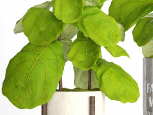 ficus lyrata trees collection 3D Model
