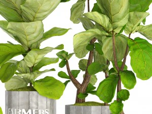 ficus lyrata trees collection 3D Model