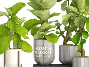 ficus lyrata trees collection 3D Model