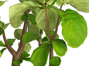 ficus lyrata trees collection 3D Model