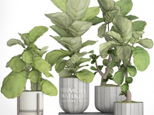ficus lyrata trees collection 3D Model