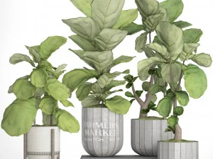 ficus lyrata trees collection 3D Model