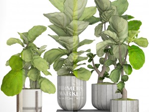 ficus lyrata trees collection 3D Model