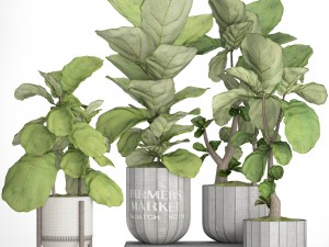 ficus lyrata trees collection 3D Model