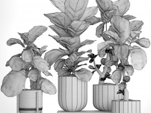 ficus lyrata trees collection 3D Model