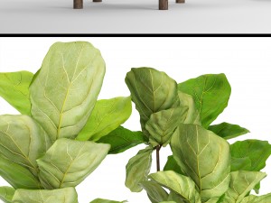 ficus lyrata trees collection 3D Model