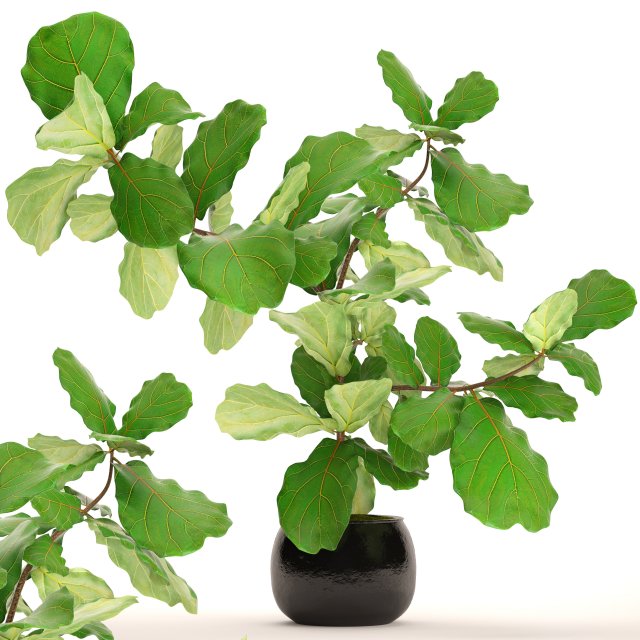 ficus lyrata trees Model 3D .c4d .max .obj .3ds .fbx .stl .blend 
