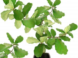 ficus lyrata trees 3D Model