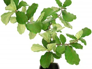 ficus lyrata trees 3D Model