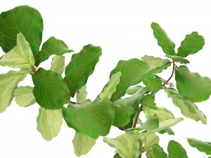 ficus lyrata trees 3D Model