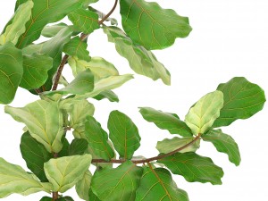 ficus lyrata trees Model 3D