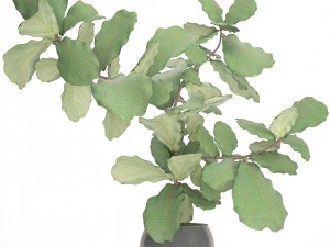 ficus lyrata trees Model 3D