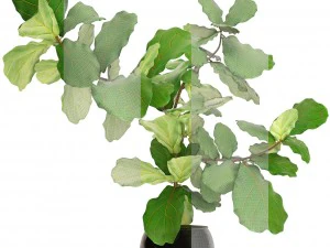 ficus lyrata trees 3D Model
