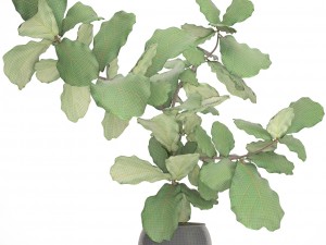 ficus lyrata trees Model 3D