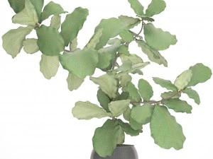 ficus lyrata trees 3D Model