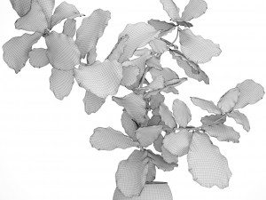 ficus lyrata trees Model 3D