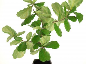 ficus lyrata trees Model 3D