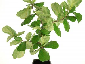 ficus lyrata trees 3D Model