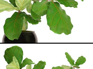 ficus lyrata trees Model 3D