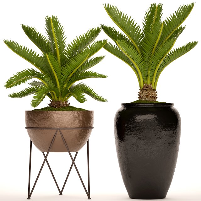 cycas palm tree Model 3D .c4d .max .obj .3ds .fbx .stl .blend 