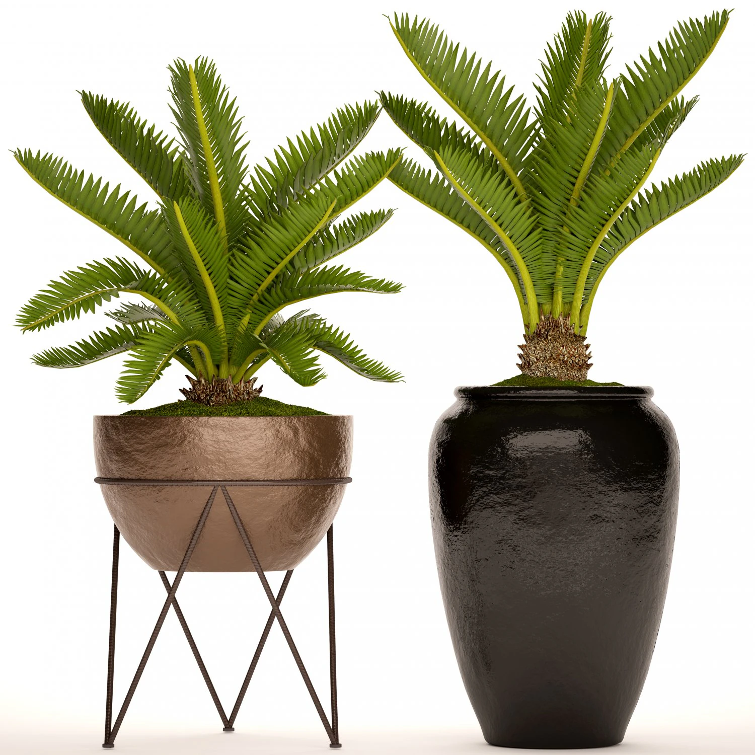 palmeira cycas Modelo 3D .c4d .max .obj .3ds .fbx .stl .blend 