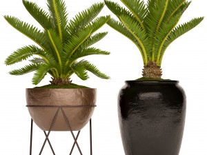 cycas palm tree 3D Model
