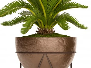 palmeira cycas Modelo 3D