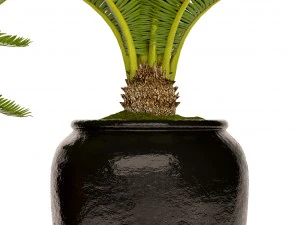 palmeira cycas Modelo 3D