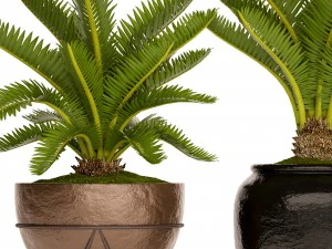 palmeira cycas Modelo 3D