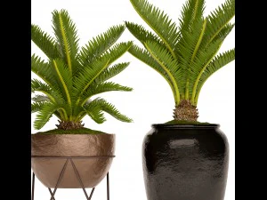 palmeira cycas Modelo 3D